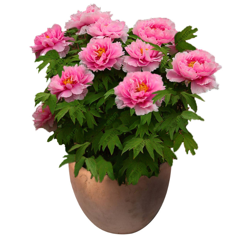 花兢菏泽牡丹牡丹花花苗花树阳台盆栽绿植包活时令草本花卉