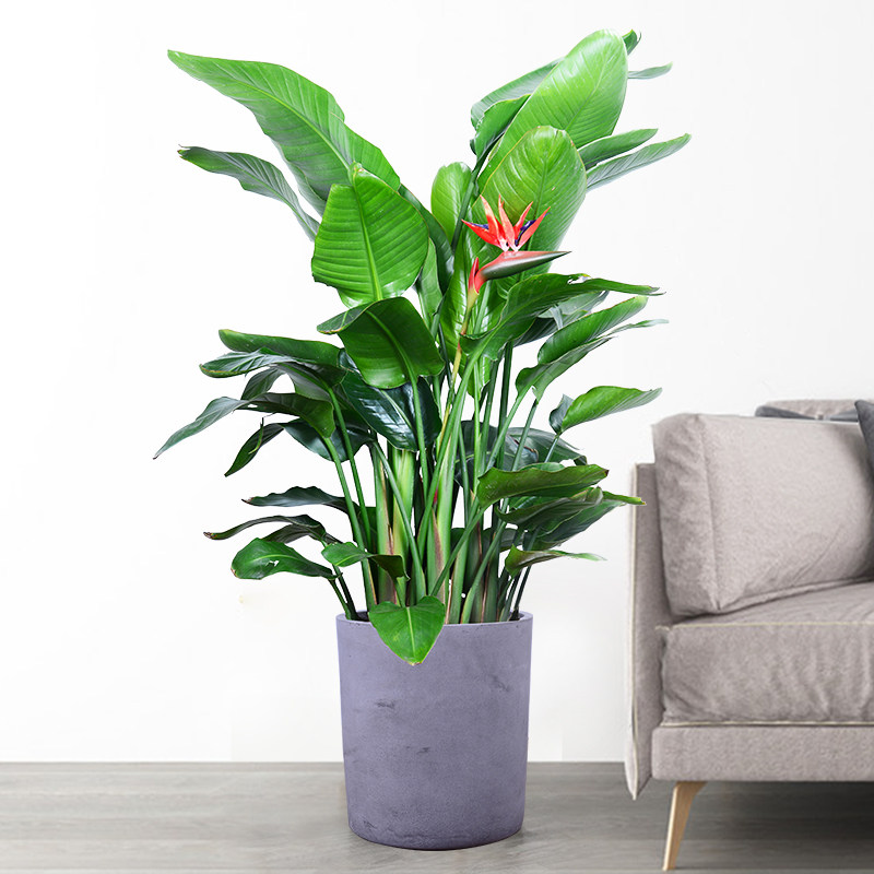 天堂鸟盆栽大型植物客厅室内办公室绿植甲醛净化空气大型绿植