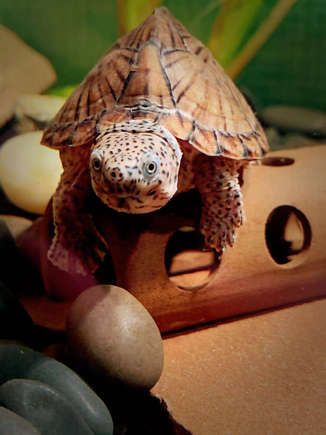 巨头剃刀龟苗成体迷你龟种蛋龟麝香萌宠龟