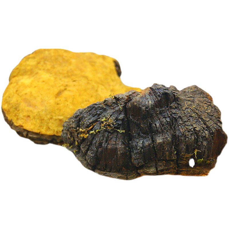 桑黄灵芝西藏500g野生特级东北250g整枝黄整枝整枝灵芝