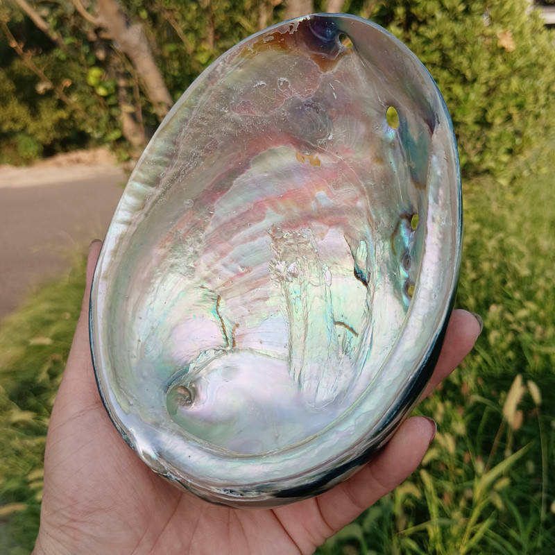 天然黑金鲍鱼壳鱼标本造景装饰品拍摄道具家居海螺