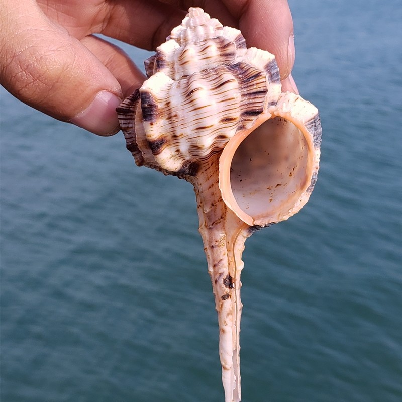 海螺贝壳天然超大烟斗螺大白珊瑚珊瑚摆件鱼缸海螺