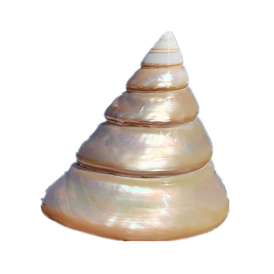 天然珍珠塔贝壳鱼缸造景生日礼物办公摆件收藏海螺 原价68元 现价元