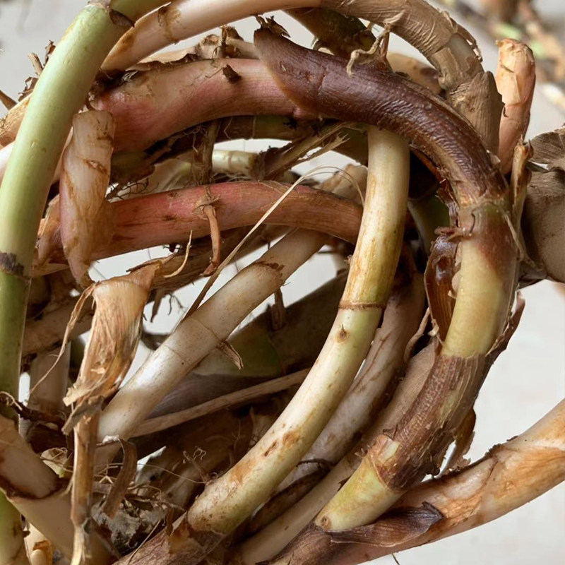 阳春春生春砂仁根2斤颈条精选野生新鲜沙仁砂仁