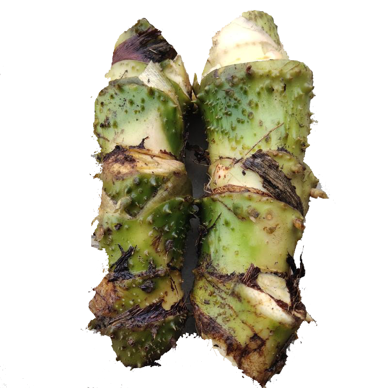 新鲜现挖野地生水刺芋中药材水勒天河芋勒藕竻其他药食同源食品