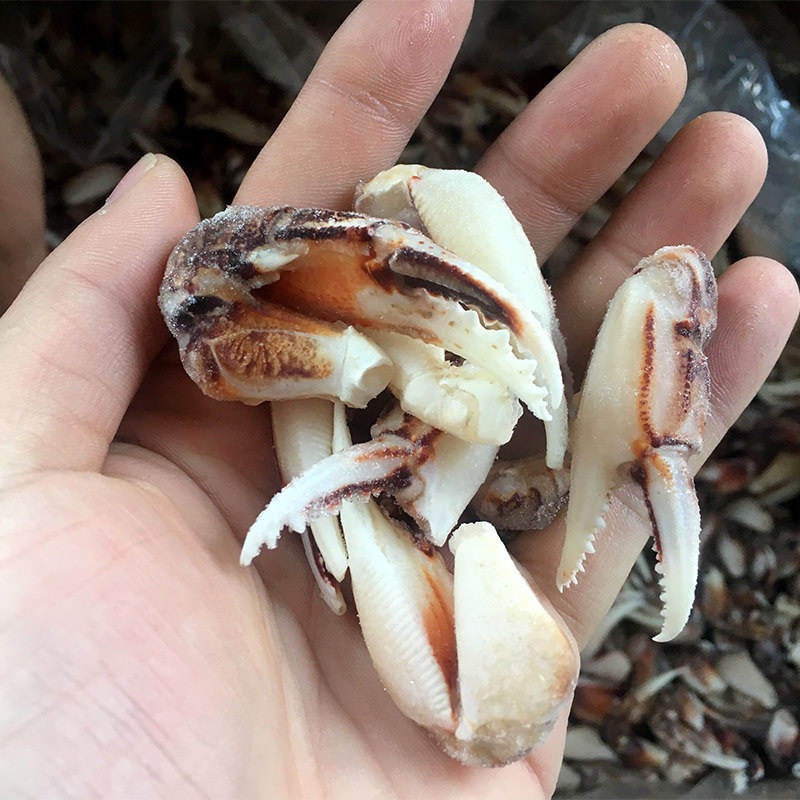 冷冻花蟹钳鲜冻新鲜3斤包邮沙蟹钳生腌500g中号腌制醉蟹钳原料