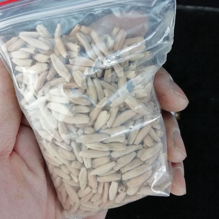 种子沙漠玫瑰子易种多植物庭院盆栽花卉单瓣家庭园艺种子