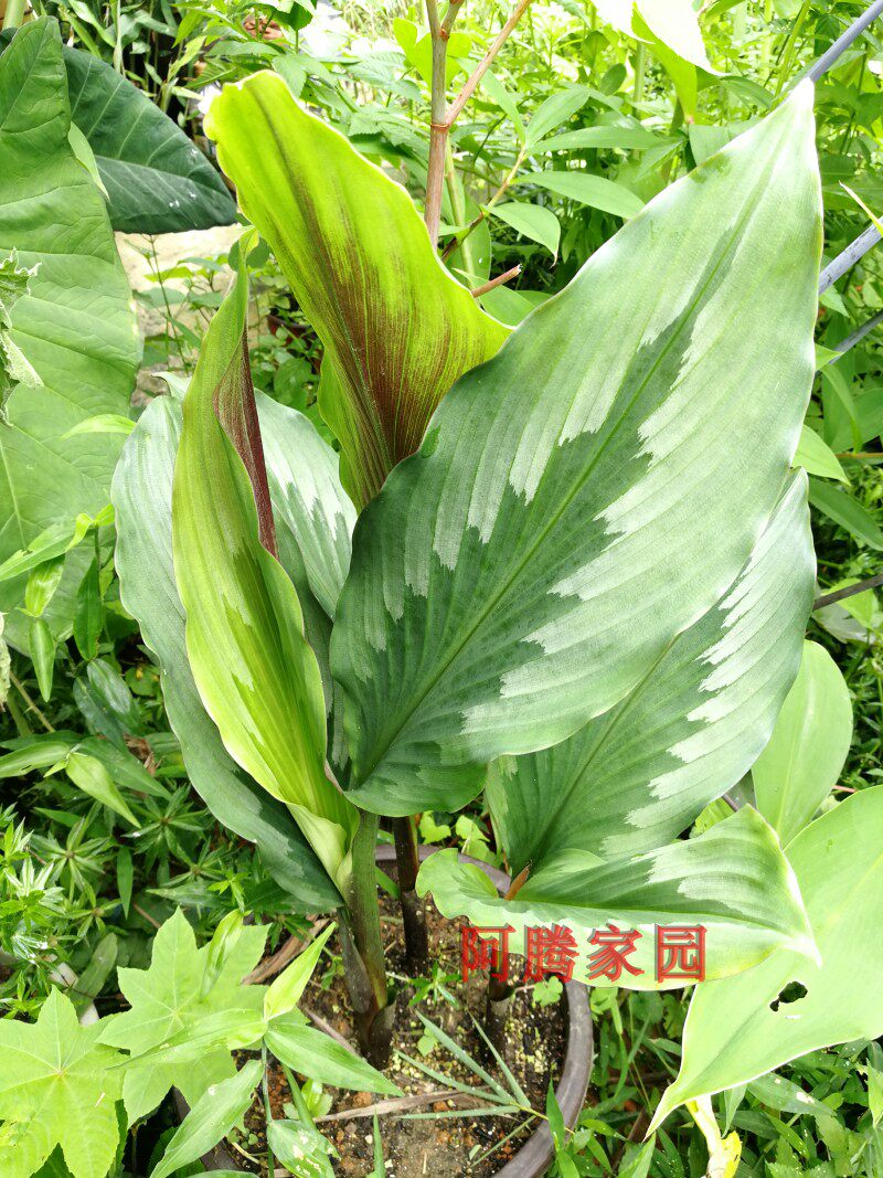 三七海南羽花姜番郁金蝴蝶姜花姜药用观花观叶姜科绿植
