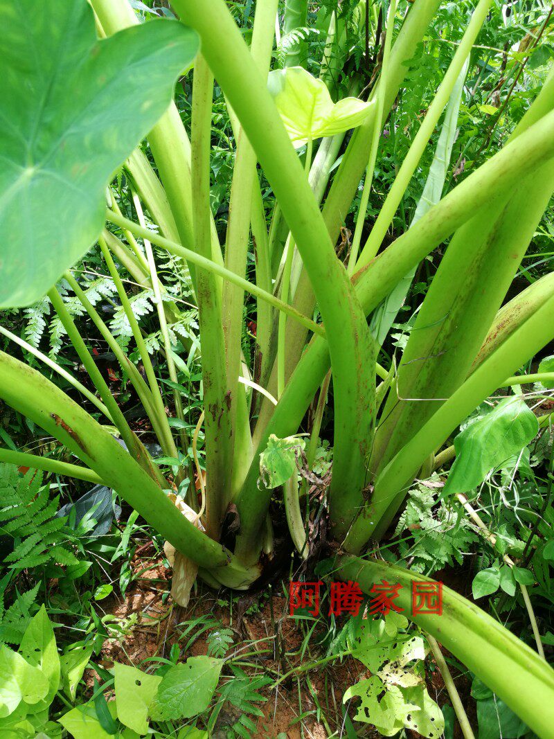 狗爪九头芋狗蹄芋红芽丛生观叶绿植绿植食用观赏绿植