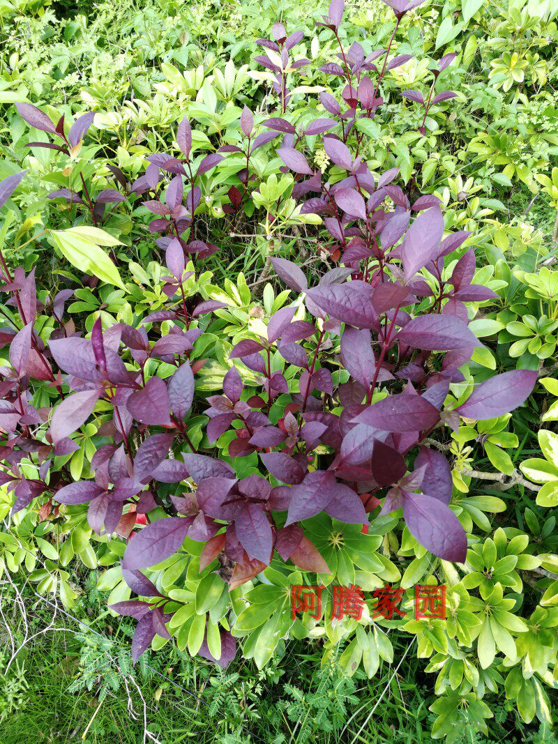 叶草绿植叶绿植红色观多年生红龙草大红叶荭草大叶绿植