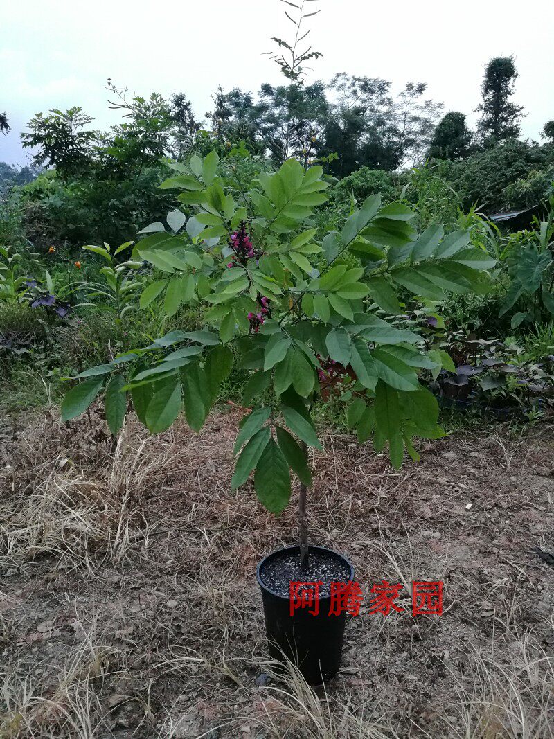 玉郎大罗龙眼参小牛力粉罗伞铁雨伞凉伞干花时令草本花卉