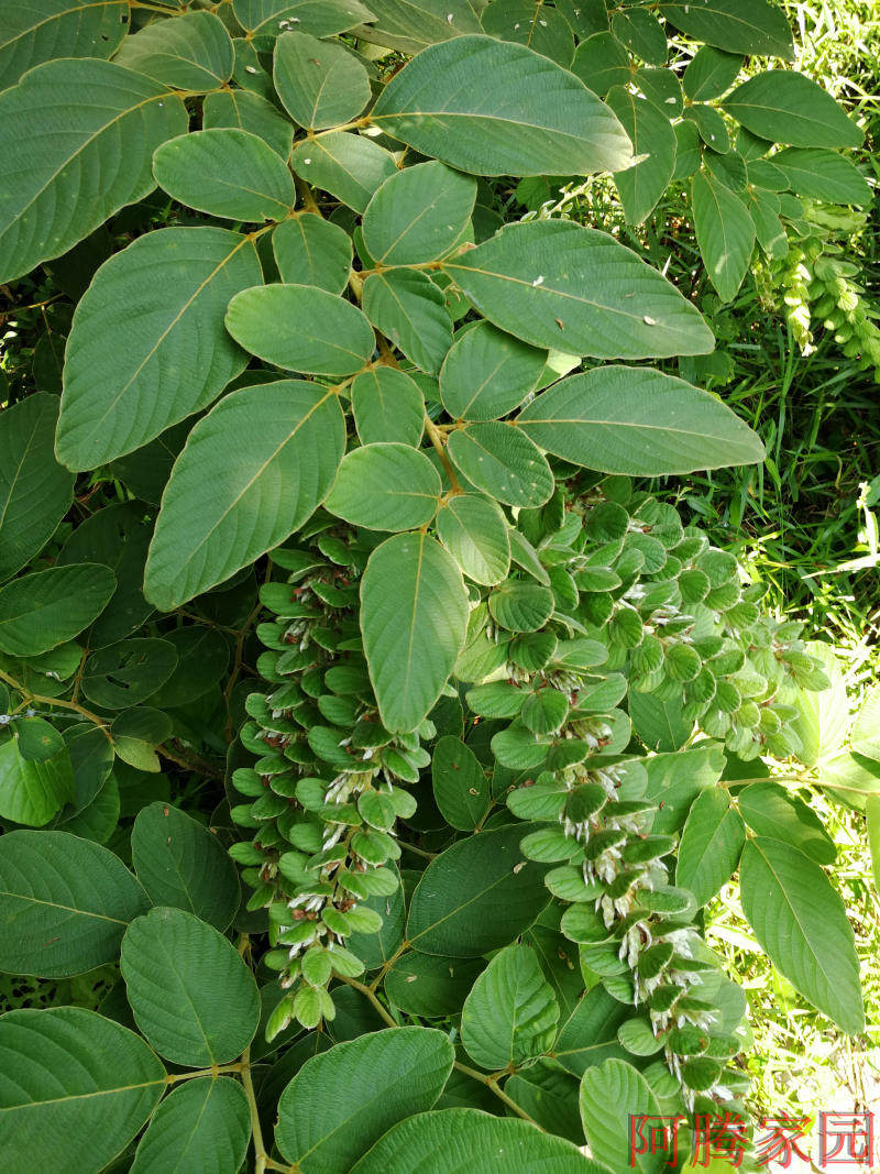 毛排钱毛排钱树叠钱钱串草麒麟连里尾树观赏药用绿植