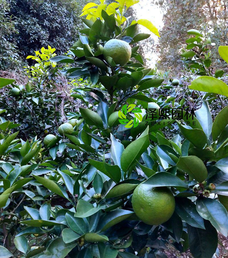 代代示范园苗现泡茶酸橙玳玳回青青橙果树树苗果树