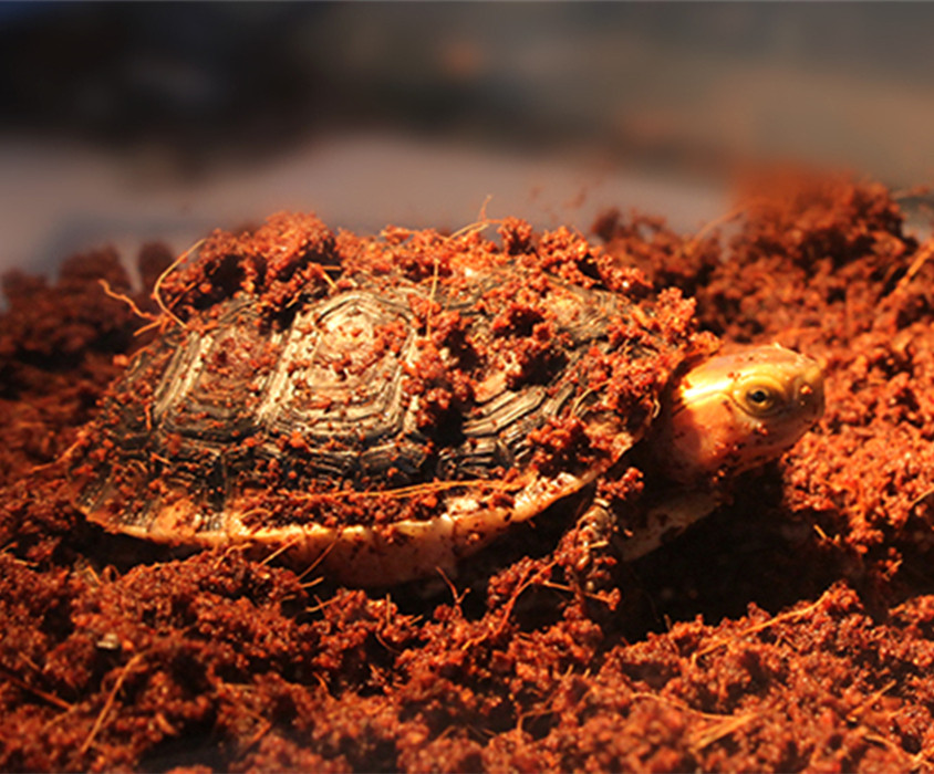 冬眠用品黄缘龟爬宠椰土椰砖爬虫宠物垫材过冬爬虫