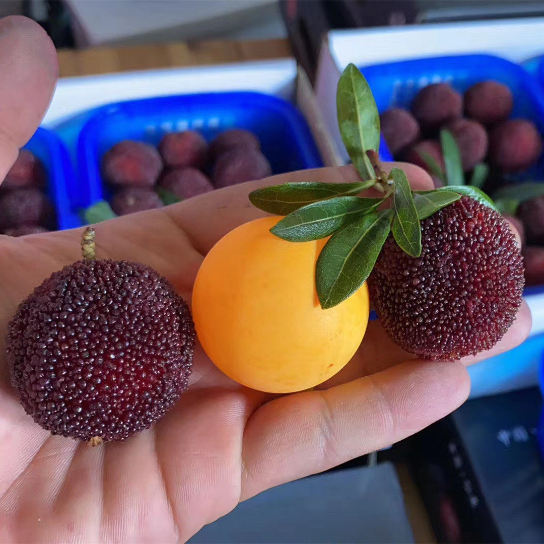 仙居东魁杨梅乒乓大果新鲜现摘时令孕妇水果杨梅