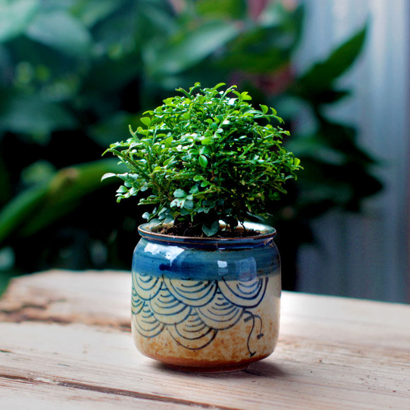 台湾达摩小叶九里香苔藓花卉盆栽微型盆景迷你绿植