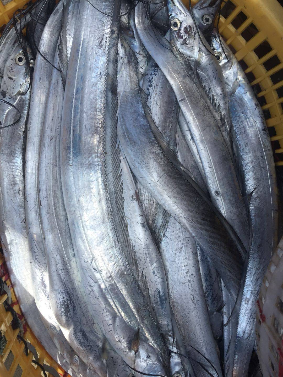 东山渔汇海鲜小眼睛带鱼当夜捕捞野生东海海带带鱼