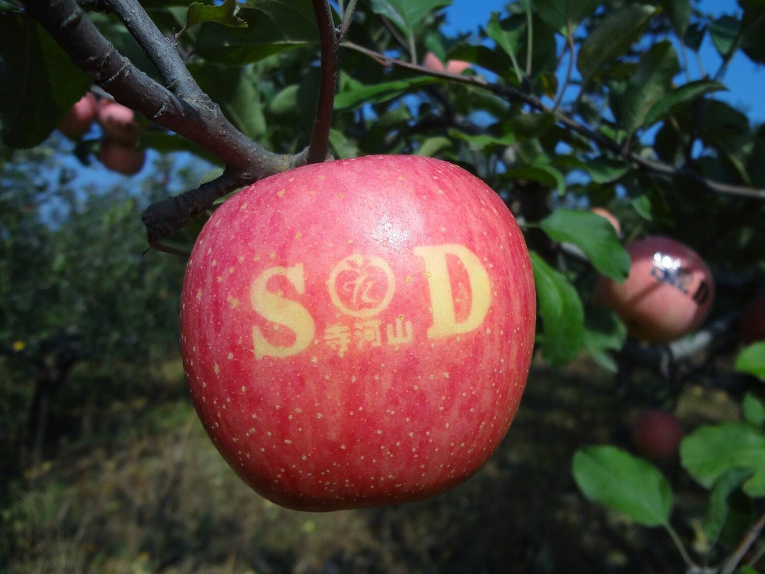 果果家正宗灵宝苹果三门峡灵宝寺河山sod冰糖糖心苹果