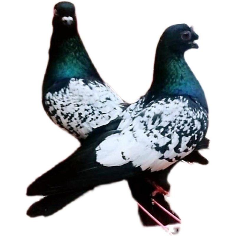 成年活好邮包鸽包年幼青年种鸽一对麻背公母鸟