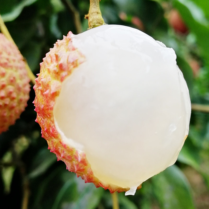 2022再见正宗江大红袍荔枝泸州带枝发货5斤荔枝