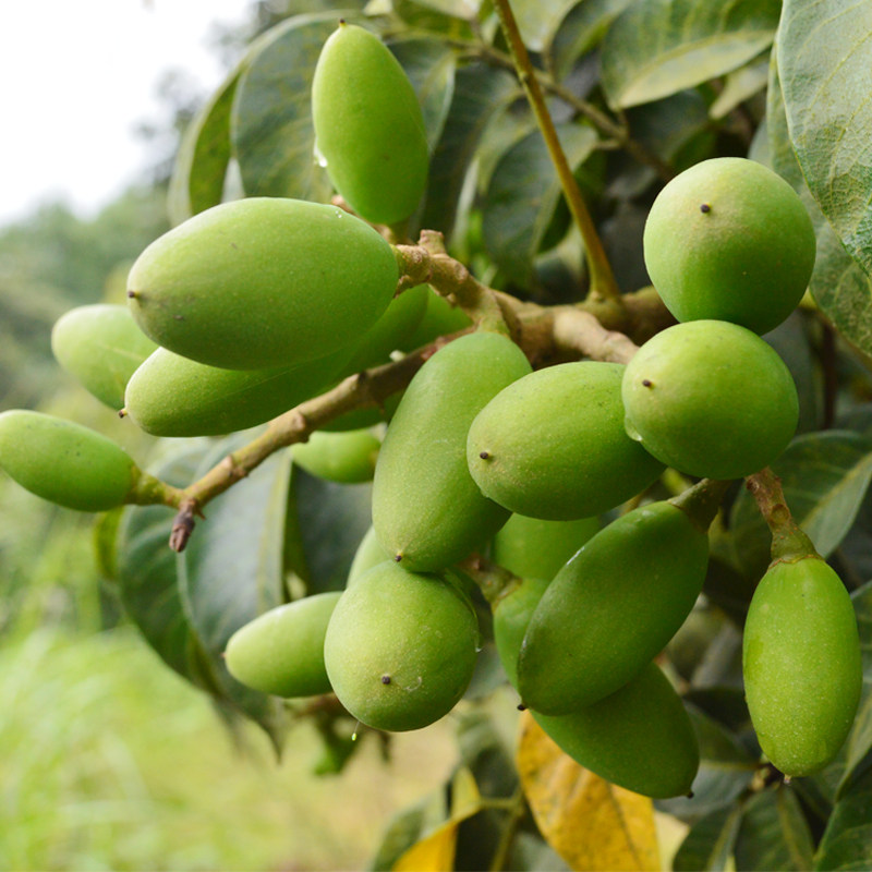 孕妇涩味苦涩酒水猪肚果煲青果5月新鲜合江其它