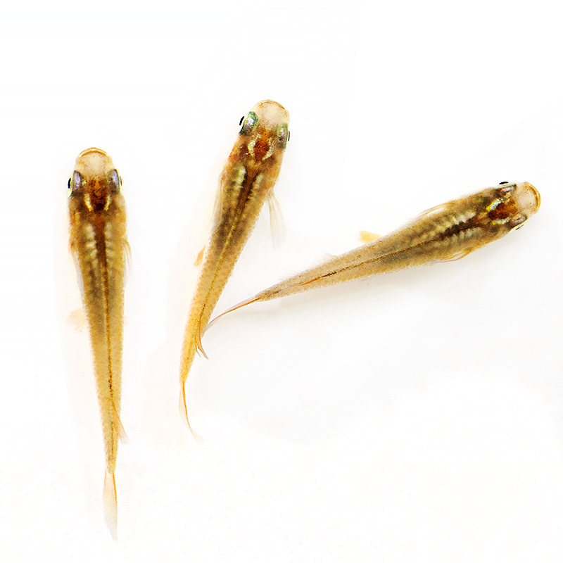 桂系青鳉鱼原生广西弓背中国小型青鳉鱼原生冷水小灯科群游活体鱼