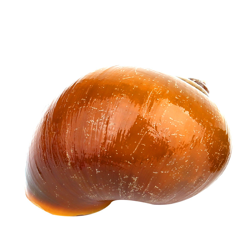 黄金螺兔子清洁淡水活体蜗牛宠物金黄色贝壳神秘螺