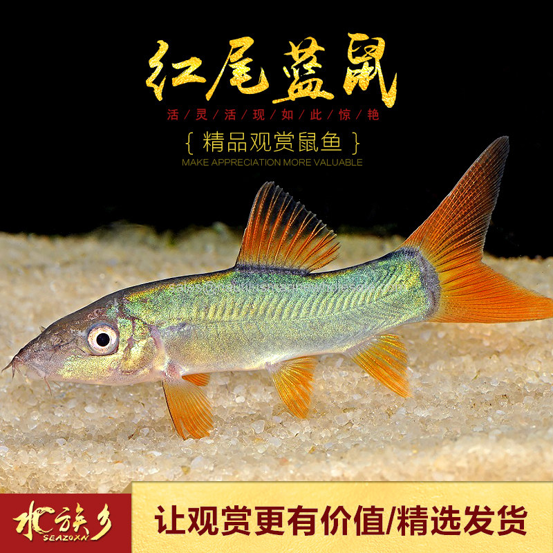 红尾纹鼠冠蓝鼠皇三间蓝鼠老鼠中大型蓝鼠进口鱼