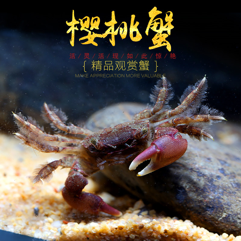 樱桃蟹小型原生冷水淡水观赏宠物蟹可深水浅水饲养性情温顺活体蟹