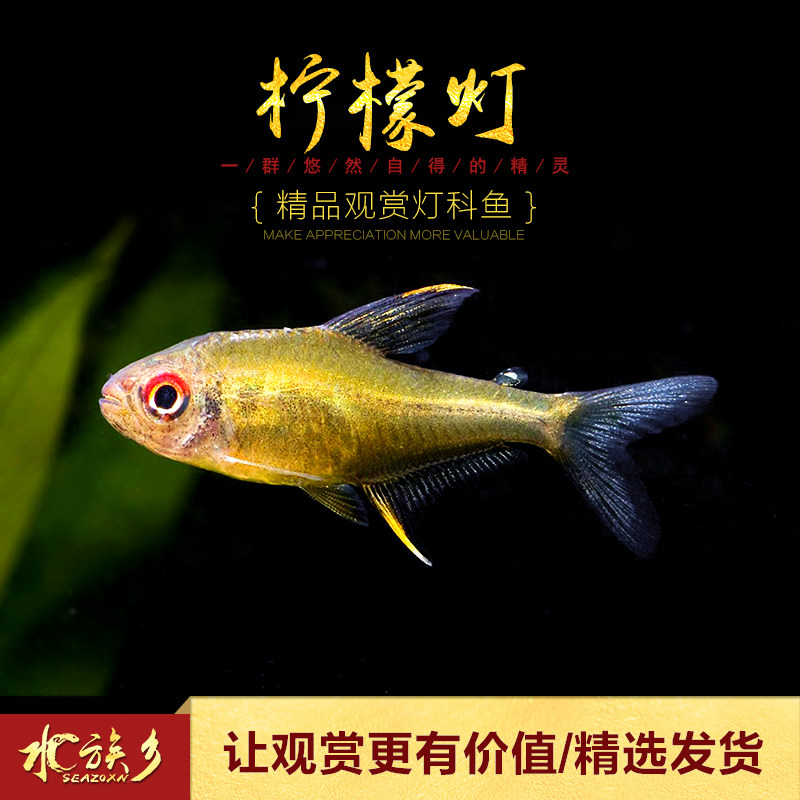 柠檬灯鱼小型游鱼水草缸南美灯鱼大勾红鼻剪鱼