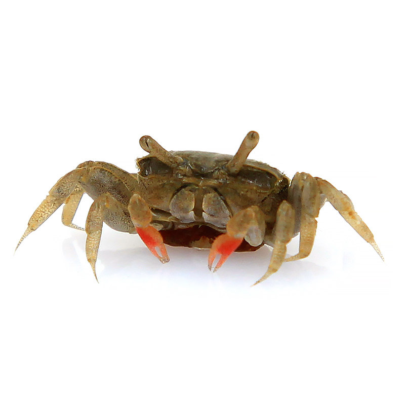 辣椒蟹水草缸生态瓶水陆宠物缸陆居观赏深水蟹微景观另类活体萌宠