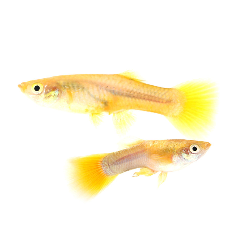 活体黄金礼服小型精品热带观赏鱼金黄白黄白金孔雀鱼