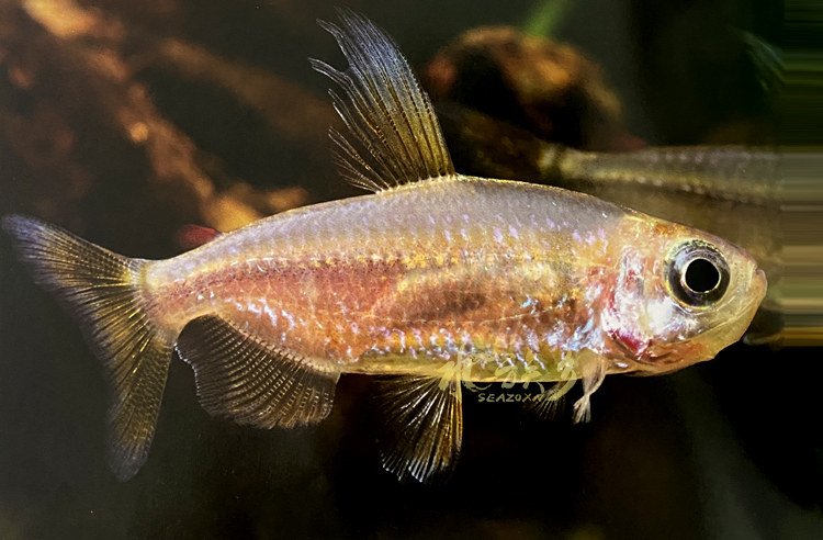 彩虹刚果灯鱼非洲超级稀有进口野生大型群游鱼