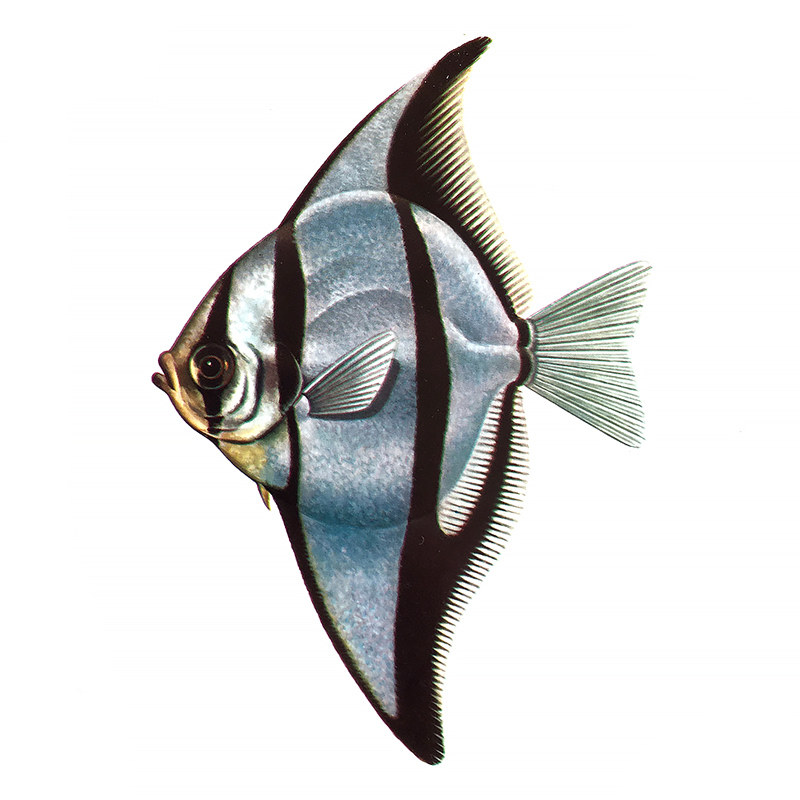 蝙蝠鲳黄鳍鲳黄鳍昌海水淡化品种神仙仙鱼黑带鱼