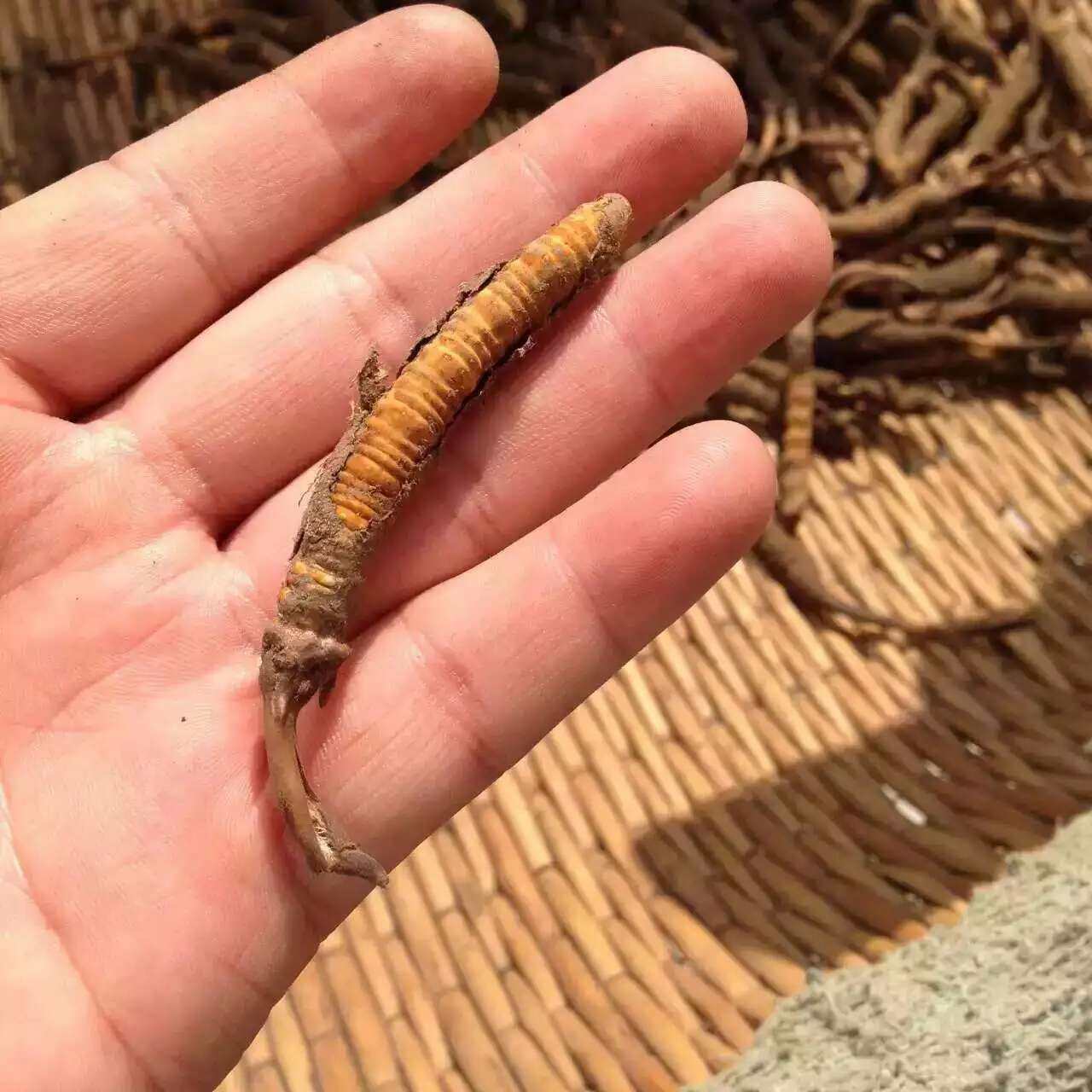 青海玉树野生冬虫夏草 精选雪山野生虫草礼盒6条1克 单斤/3000条