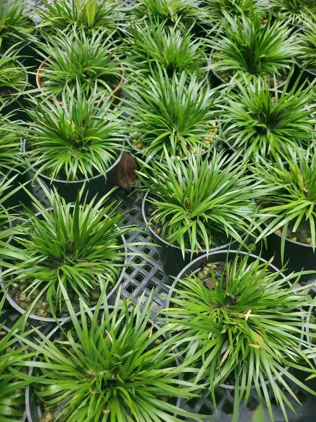 留园荷园金钱蒲草菖蒲小品时令草本花卉