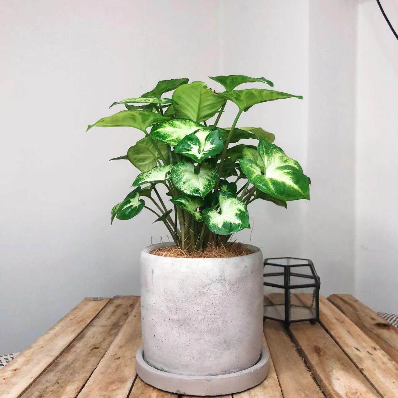 绿精灵养好绿植四季水培办公室桌面盆栽花卉植物绿植