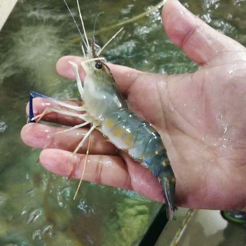 罗氏长臂活体淡水大头虾鲜活新鲜活水产海鲜同城活虾