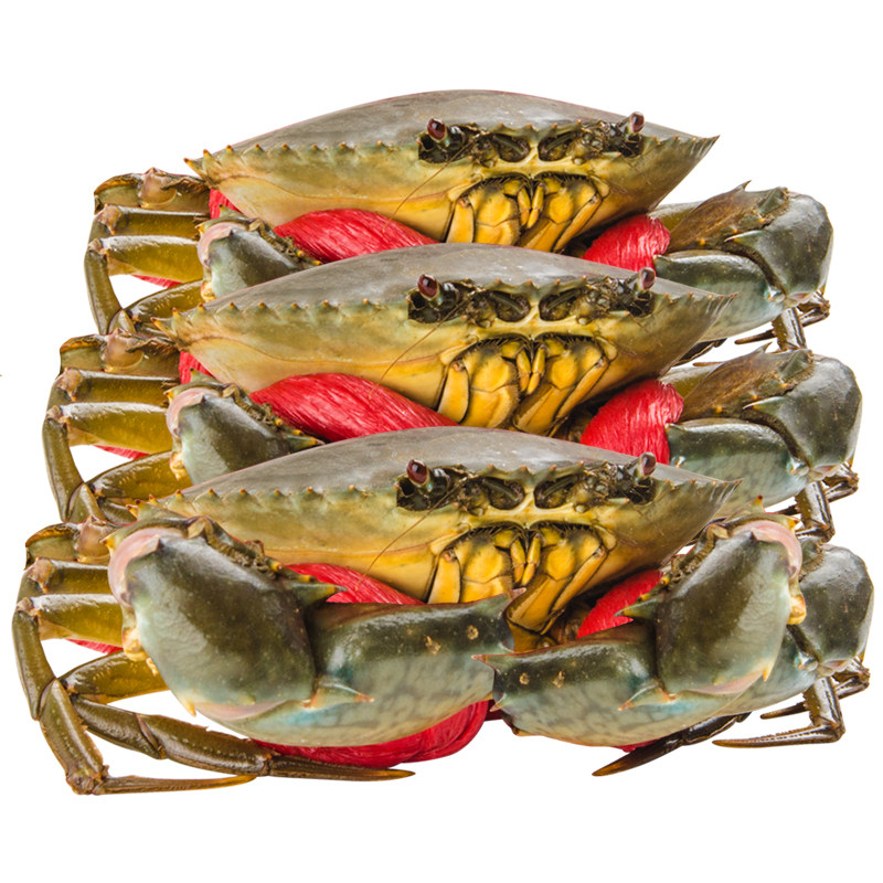 包活2只鲜活肉蟹螃蟹新鲜活体海蟹重庆海鲜青蟹