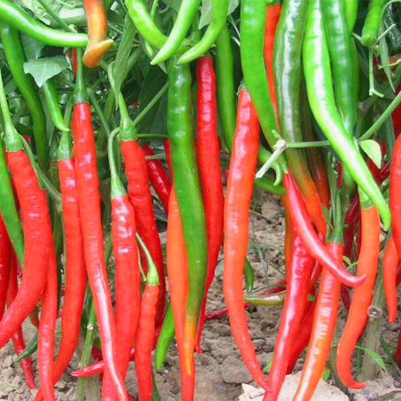 辣椒四川荆条新鲜红线红海椒剁椒泡青红红辣椒辣椒