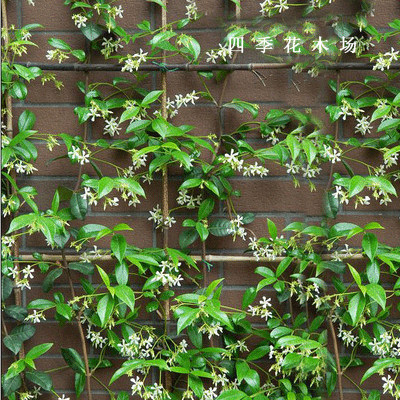 爬藤植物风车茉莉银丝茉莉大苗庭院攀爬花卉四季风车络石藤开花