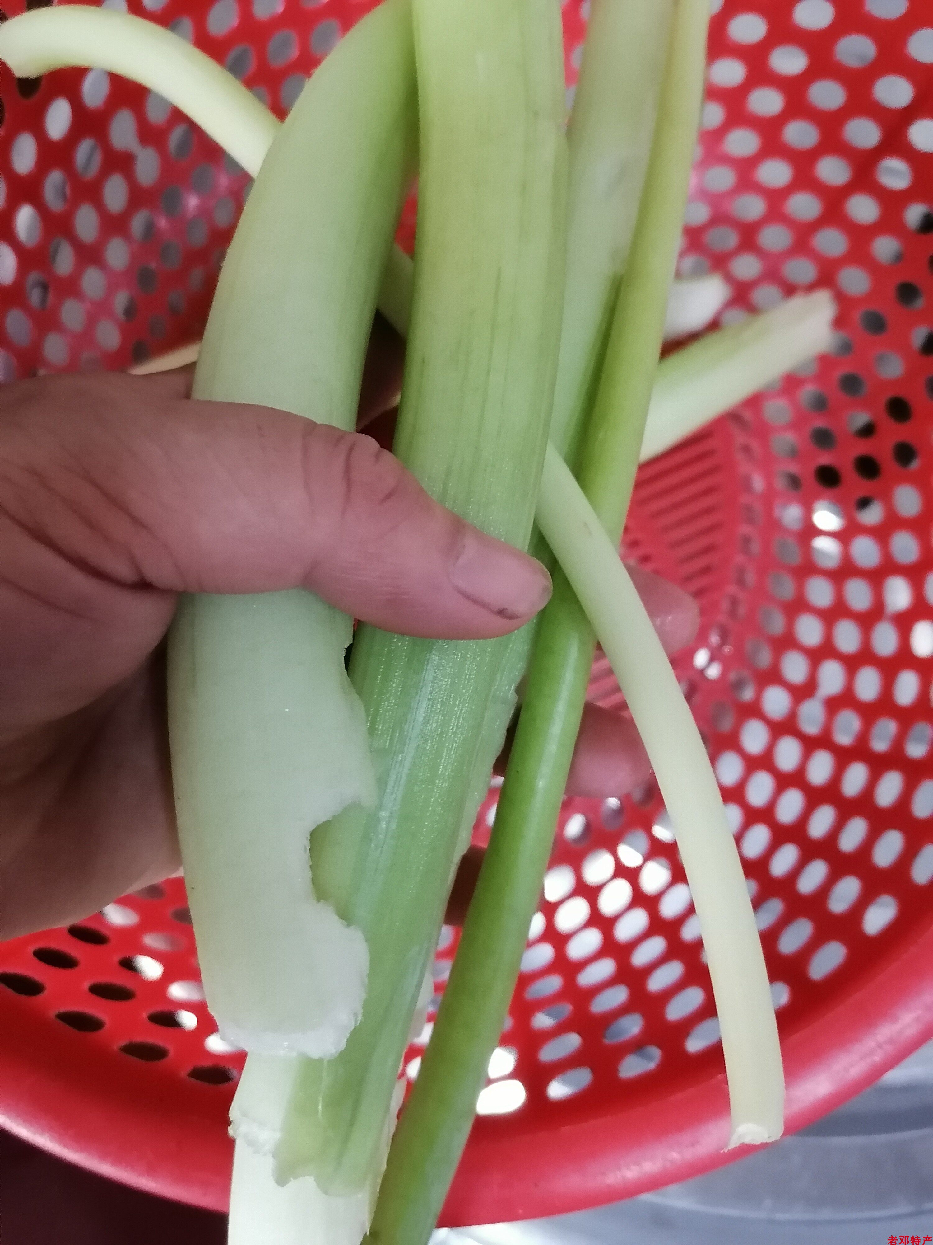 白广菜新鲜芋苗芋头苗芋禾梗芋荷杆煮鱼煮配菜脱水蔬菜