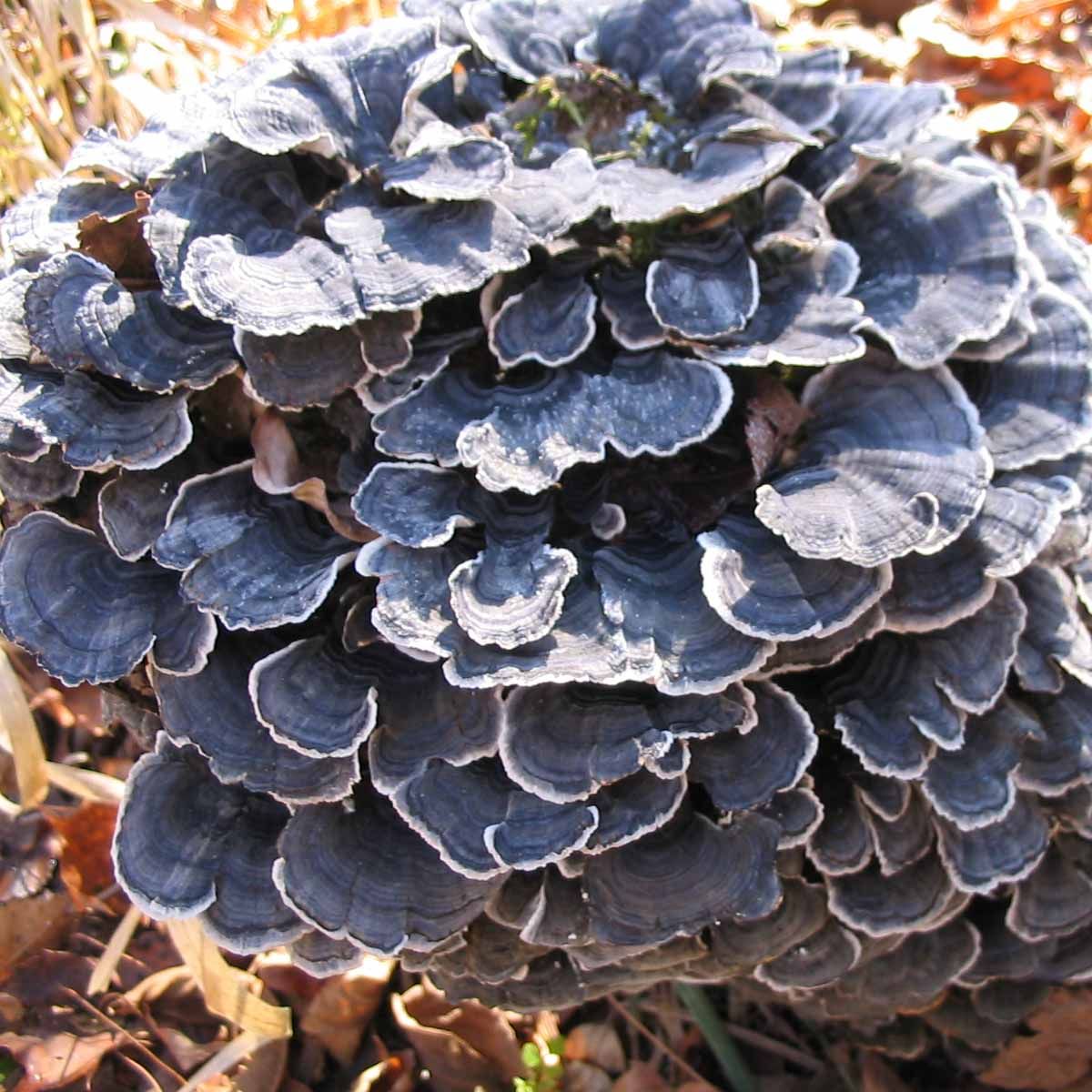 小铁柱哥野生云芝长白山灵芝东北野生灵芝正品云芝冰雪生长