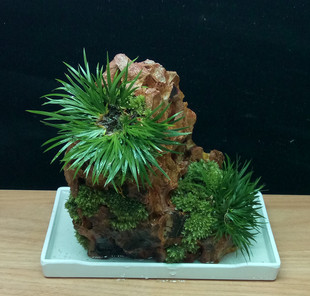 矮菖蒲石上盆景室内绿植物水培盆栽苔藓微景观茶道兰花水陆缸造景