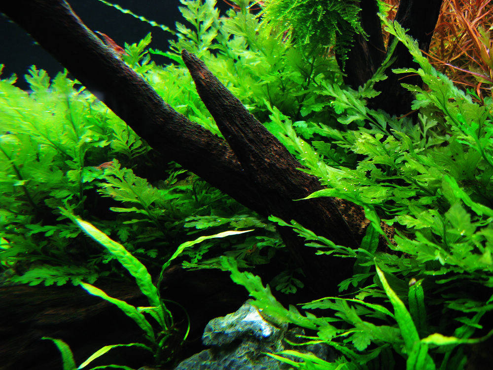 皇冠鱼缸沉木造景活体淡水水草阴性懒人丹麦水草