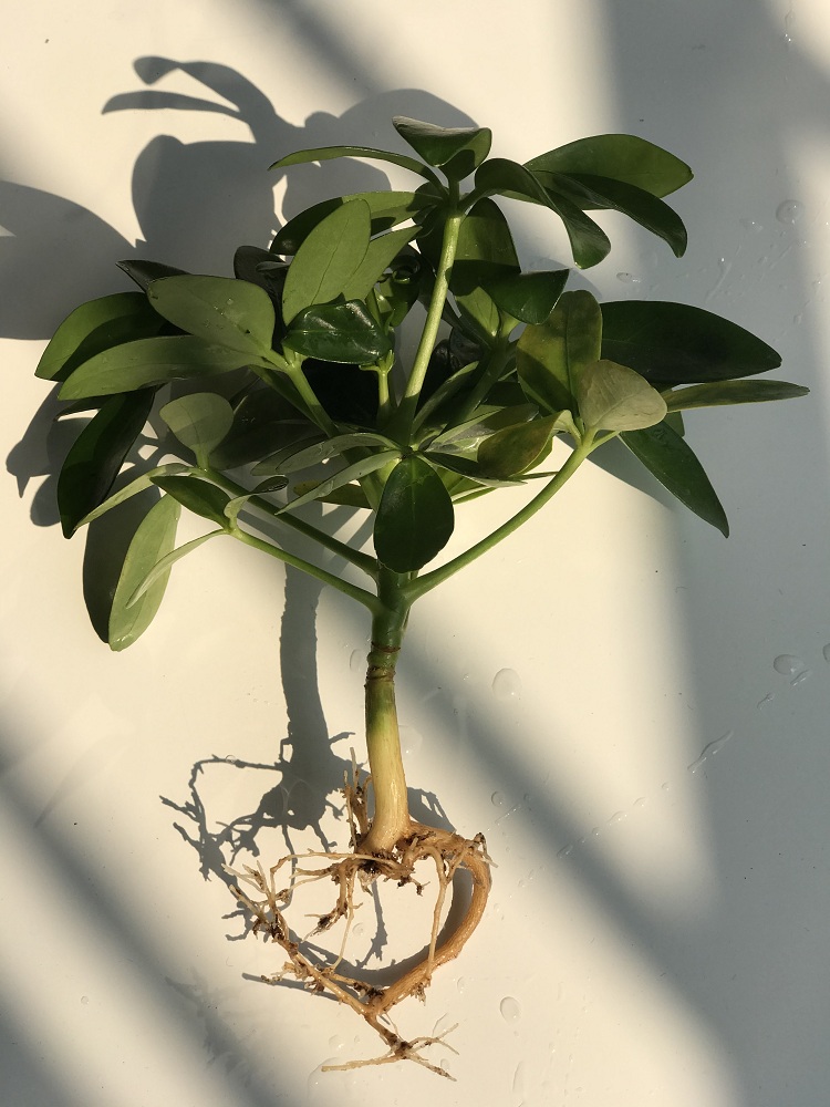 水养鸭脚木盆栽植物办公室内花卉四季常青八方来财七叶莲水培绿植