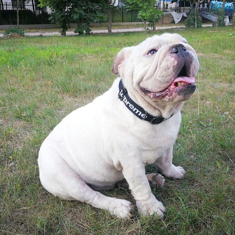 牵引胖狗一家潮牌项圈脖圈英国斗牛犬法斗中大型项圈