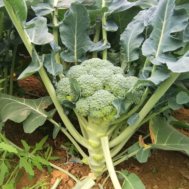 蔬菜密云一颗鲜菜应季新鲜菜本地新鲜花菜蓝花花西兰花