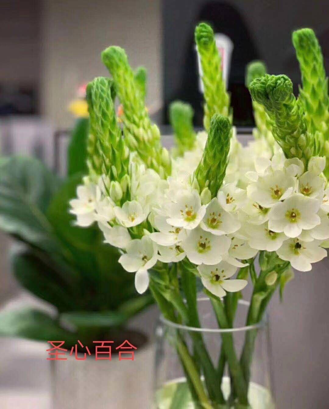 惟心如初云南基地地直优选圣星百合西安同城花材