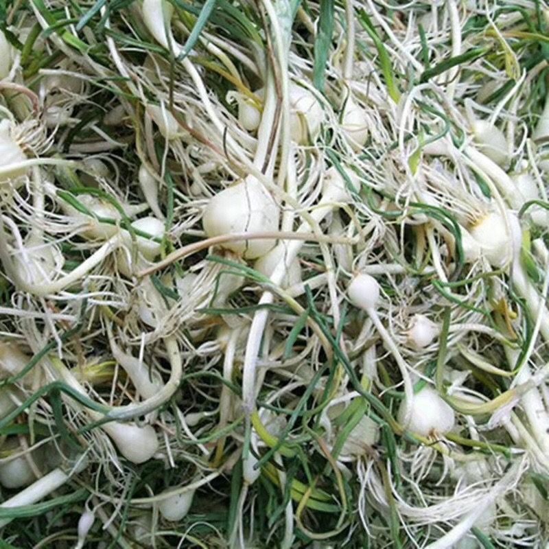 小根东北辽宁新鲜现挖野生山野菜菜大脑瓜嘣蹦其它